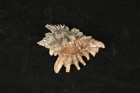 藏品(傘旗芭蕉螺)的圖片